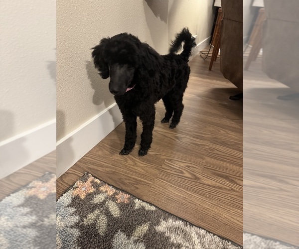 Medium Photo #3 Poodle (Miniature) Puppy For Sale in DEARY, ID, USA