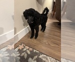 Small #2 Poodle (Miniature)