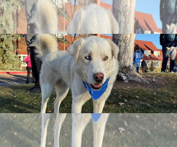 Medium Photo #1 Siberian Husky-Unknown Mix Puppy For Sale in Omaha, NE, USA