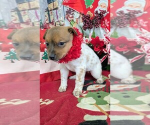 Rat Terrier Puppy for sale in HAMMOND, IN, USA