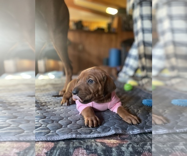 Medium Photo #9 Rhodesian Ridgeback Puppy For Sale in BOISE, ID, USA