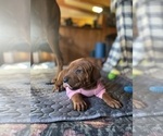 Small #8 Rhodesian Ridgeback