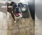 Small #5 Boxer