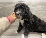 Small Photo #15 Aussiedoodle Puppy For Sale in CROWN POINT, IN, USA