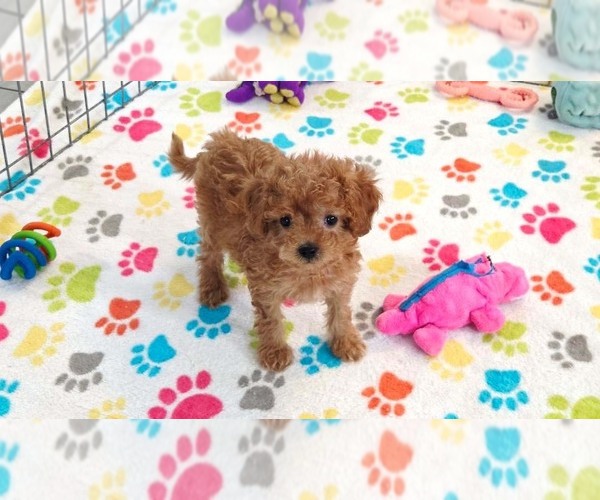 Medium Photo #14 Cavapoo (Miniature)-Poodle (Toy) Mix Puppy For Sale in ORO VALLEY, AZ, USA