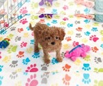 Small #13 Cavapoo (Miniature)-Poodle (Toy) Mix
