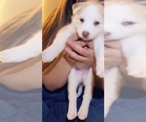Siberian Husky Puppy for sale in BEL MARIN KEYES, CA, USA