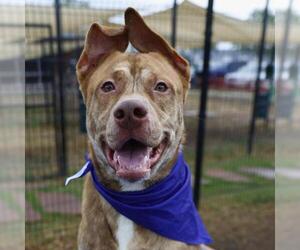 Australian Shepherd-Unknown Mix Dogs for adoption in San Antonio, TX, USA