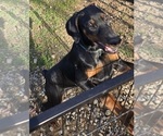 Puppy Mulan Doberman Pinscher