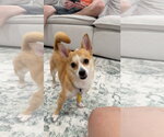 Small #1 Chihuahua Mix