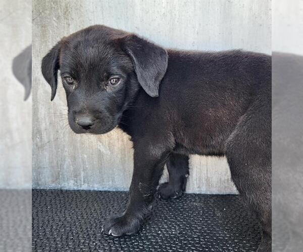 Medium Photo #1 Labrador Retriever-Unknown Mix Puppy For Sale in San Antonio, TX, USA