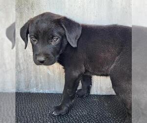 Labrador Retriever-Unknown Mix Dogs for adoption in San Antonio, TX, USA