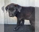 Small Labrador Retriever Mix