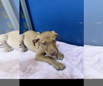 Small #1 Labrador Retriever Mix