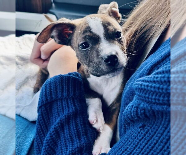 Medium Photo #4 Boxer Puppy For Sale in San Juan Capistrano, CA, USA