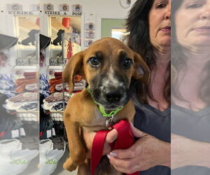 Mutt Dogs for adoption in Lawrenceville, NJ, USA