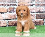 Small Photo #3 Cavachon Puppy For Sale in BEL AIR, MD, USA