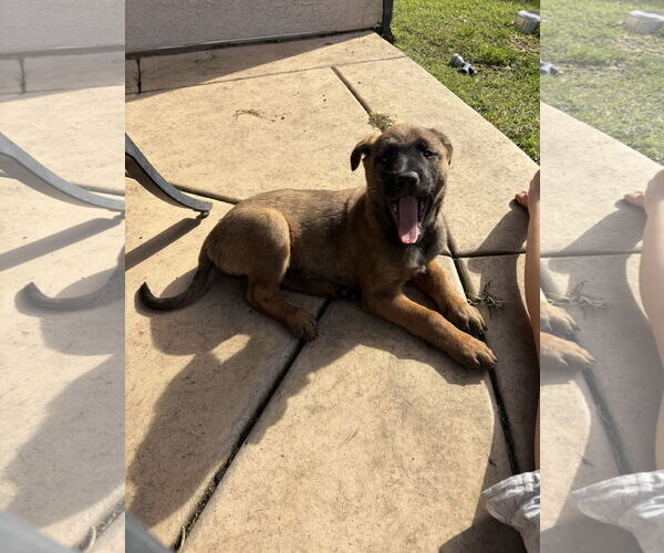 Medium Photo #4 Mutt Puppy For Sale in San Diego, CA, USA