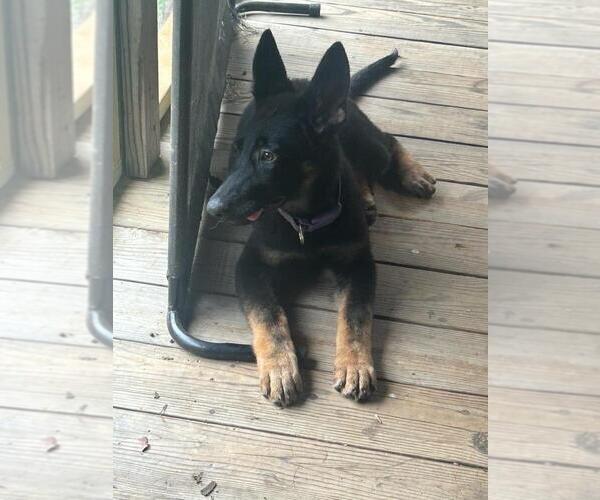 Medium Photo #2 German Shepherd Dog Puppy For Sale in WARRENTON, NC, USA