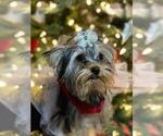 Small Photo #3 Yorkshire Terrier Puppy For Sale in PALO ALTO, CA, USA