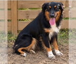 Brianna - Female Australian Shepherd Dog for Adoption - Small photo