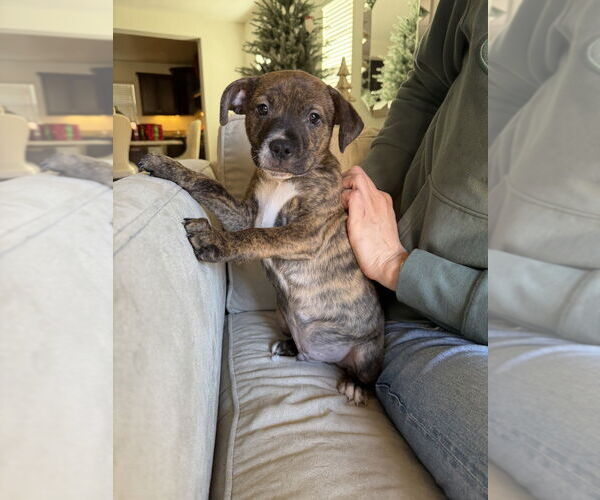 Medium Photo #4 Boxer-Unknown Mix Puppy For Sale in Dana Point, CA, USA