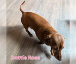 Small #6 Dachshund