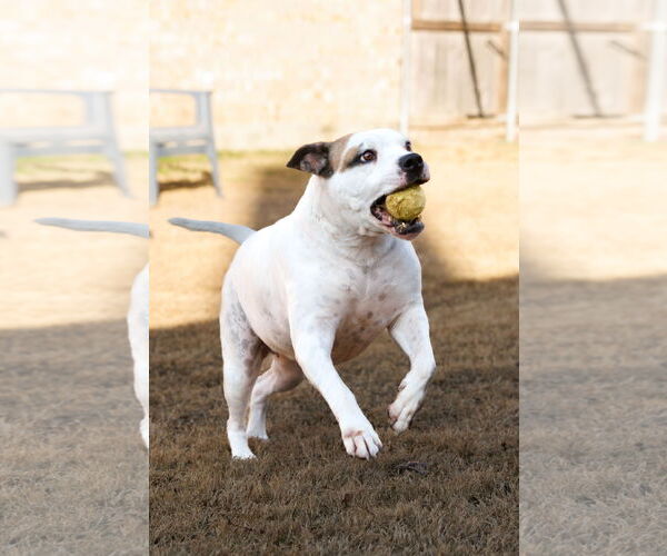 Medium Photo #27 Bullboxer Pit Puppy For Sale in McKinney, TX, USA