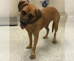Boxer-Unknown Mix Dogs for adoption in Conroe, TX, USA