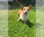 Small #1 Mutt