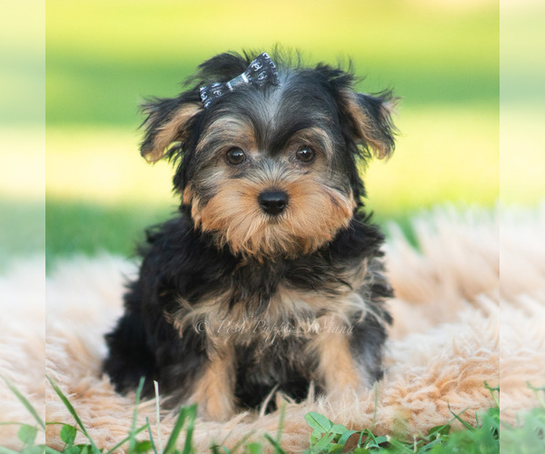 Medium Photo #1 Morkie Puppy For Sale in WARSAW, IN, USA