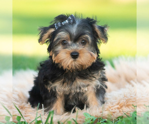 Morkie Puppy for sale in WARSAW, IN, USA