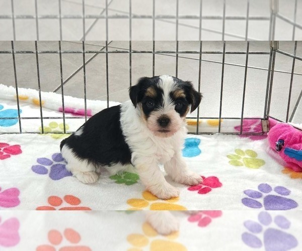 Medium Photo #4 Havashire Puppy For Sale in ORO VALLEY, AZ, USA