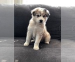 Small #4 Australian Shepherd