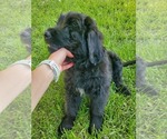 Puppy Missy Newfoundland-Otterhound Mix
