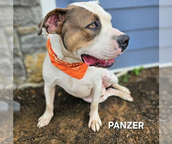 Medium Photo #3 Bullmastiff-Unknown Mix Puppy For Sale in Maryville, TN, USA