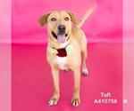 Small #1 Labrador Retriever Mix