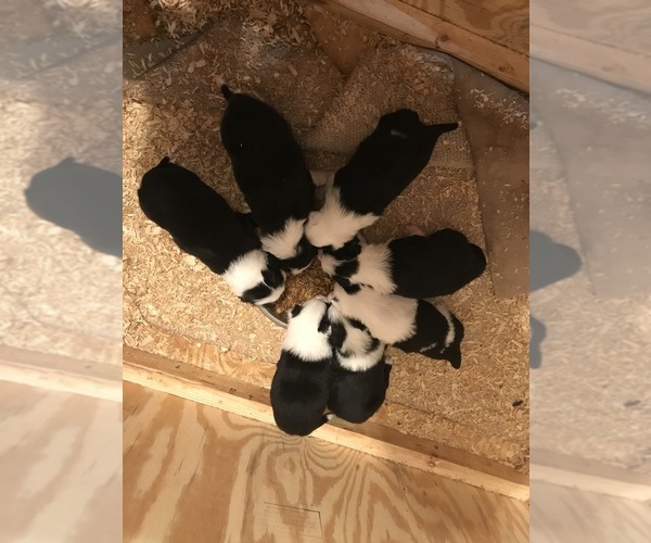 Medium Photo #3 Border Collie Puppy For Sale in FREDERICK, MD, USA