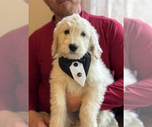 Goldendoodle Puppy for sale in ONTARIO, CA, USA