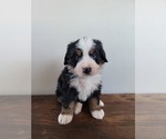 Small Photo #10 Bernese Mountain Dog Puppy For Sale in CUBA CITY, WI, USA