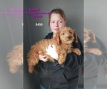 Small Photo #9 Goldendoodle (Miniature) Puppy For Sale in TOPEKA, IN, USA