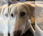 Small #7 Great Pyrenees Mix