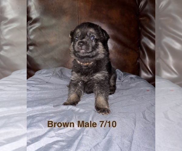Medium Photo #26 German Shepherd Dog Puppy For Sale in SUMPTER TWP, MI, USA