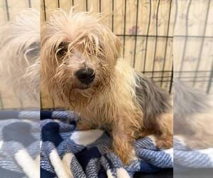 Maltese Dogs for adoption in New York, NY, USA