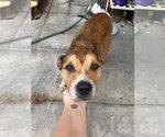 Small Photo #9 Shepradors Puppy For Sale in Stephens City, VA, USA
