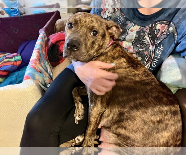Medium Photo #7 Mutt Puppy For Sale in Wenonah, NJ, USA