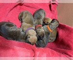 Small Photo #3 Great Dane Puppy For Sale in BURLESON, TX, USA