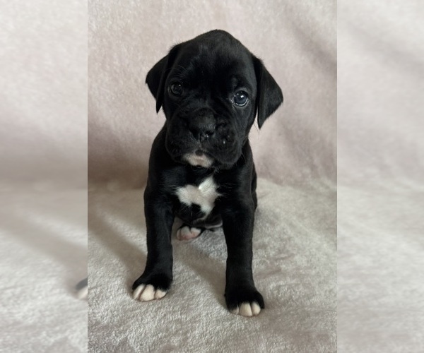 Medium Photo #5 Boxer Puppy For Sale in WESTVILLE, OK, USA