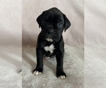 Small #3 Boxer