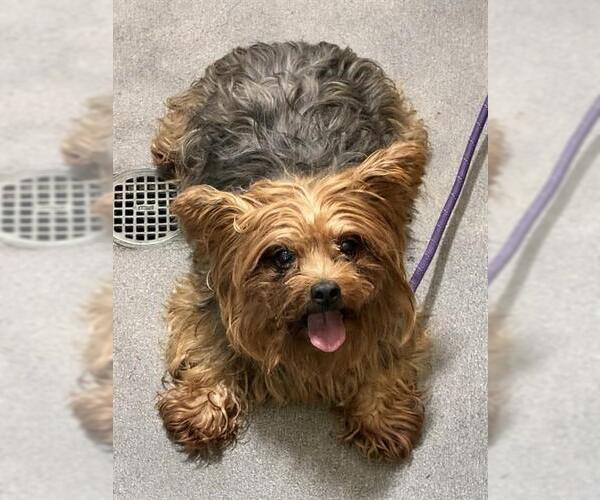 Medium Photo #1 Mutt Puppy For Sale in Forestville, MD, USA